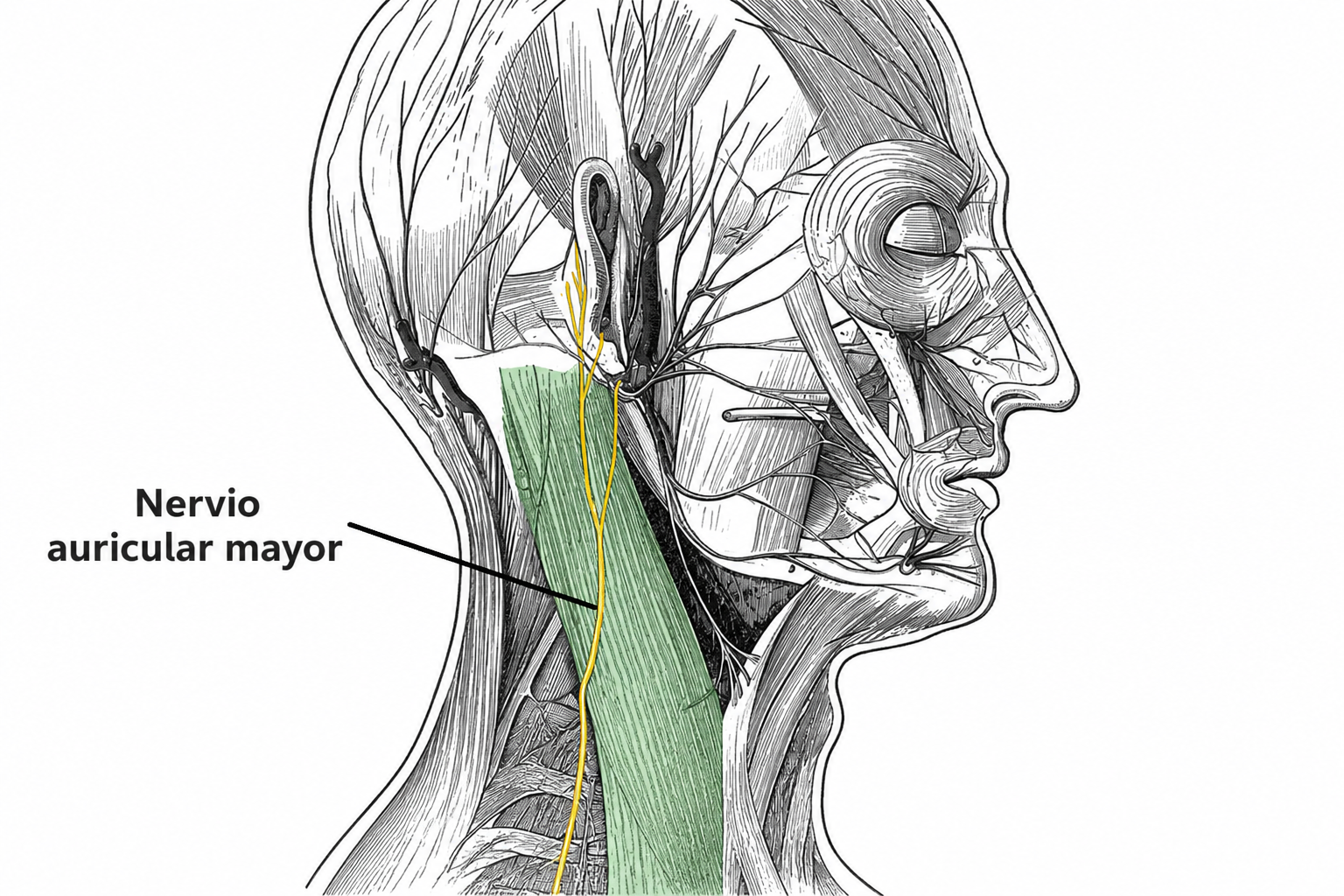 Diagrama del nervio auricular mayor
